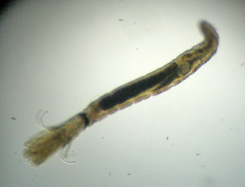 Fabriciola cfr. tonerella